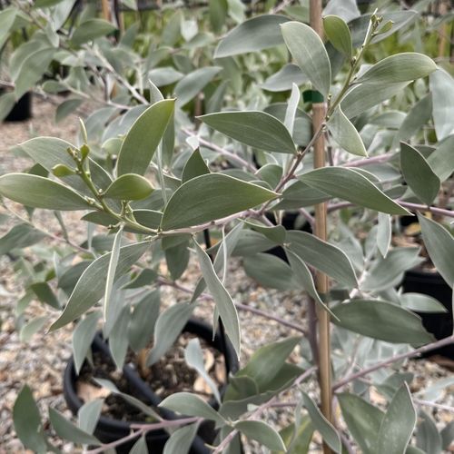 Acacia binervia 'Sterling Silver' pbr