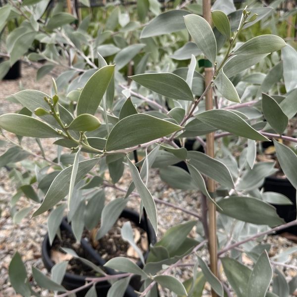 Acacia binervia 'Sterling Silver' pbr