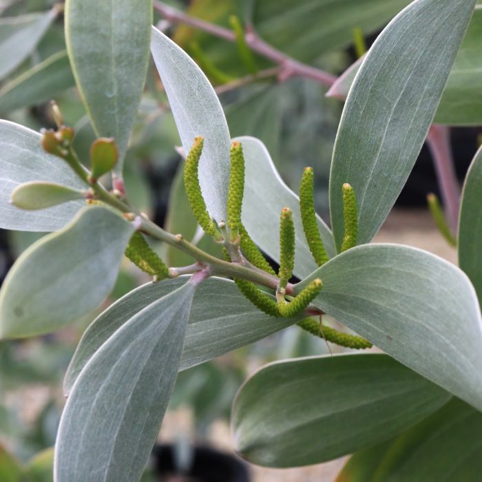 Acacia binervia 'Sterling Silver' pbr
