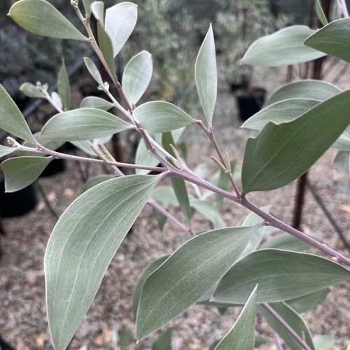 Acacia binervia 'Sterling Silver' pbr