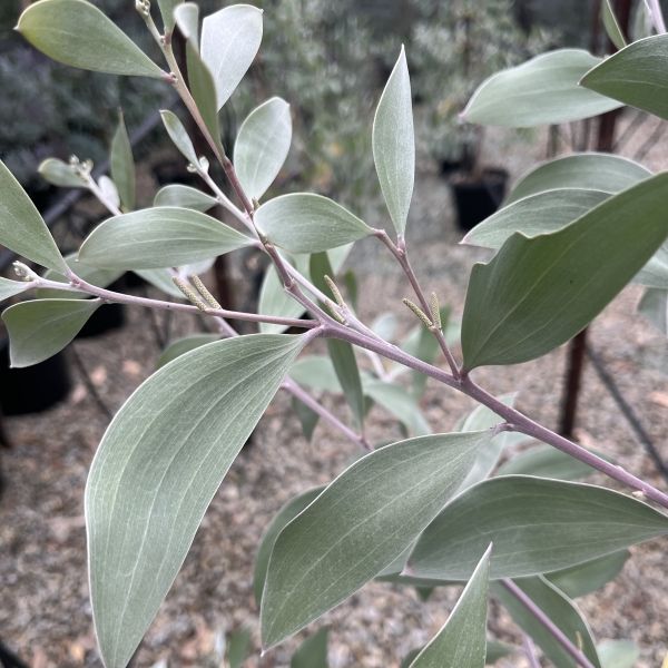 Acacia binervia 'Sterling Silver' pbr