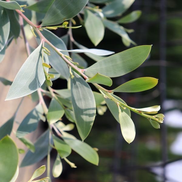Acacia binervia 'Sterling Silver' pbr