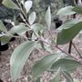 Acacia binervia 'Sterling Silver' pbr