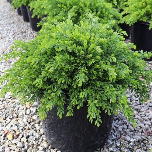 Acacia howittii 'Honey Bun'