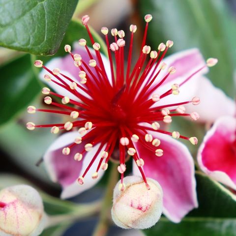 Acca sellowiana (Feijoa)