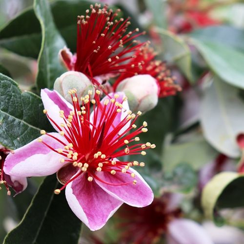 Acca sellowiana (Feijoa)