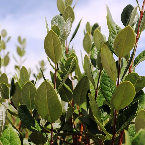 Acca sellowiana (Feijoa)