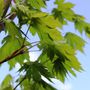 Acer japonicum 'Vitifolium'