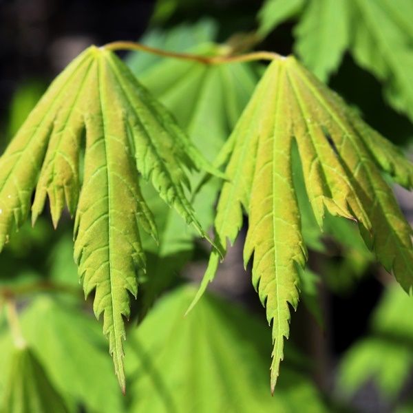 Acer japonicum 'Vitifolium'