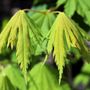 Acer japonicum 'Vitifolium'