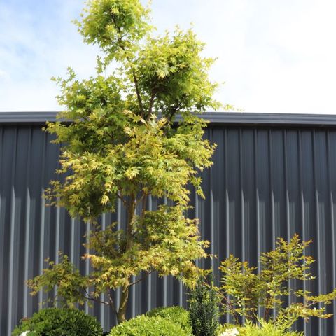 Acer palmatum Cloud