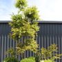 Acer palmatum Cloud