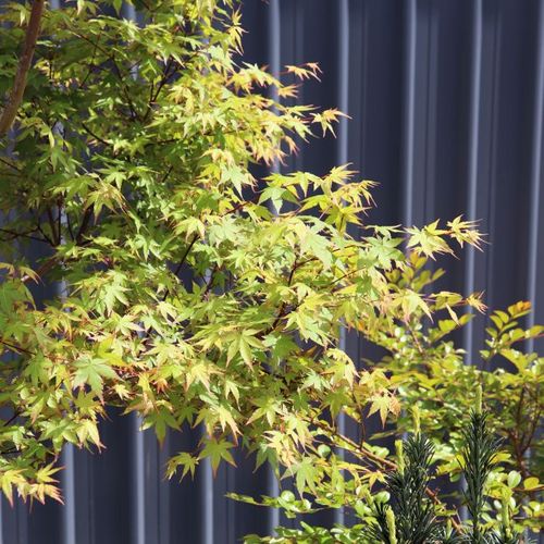 Acer palmatum Cloud