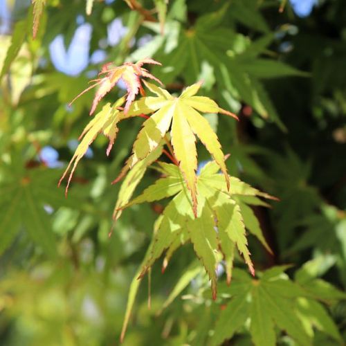 Acer palmatum Cloud