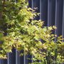 Acer palmatum Cloud