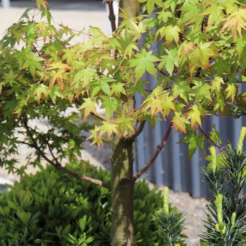 Acer palmatum Cloud