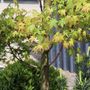Acer palmatum Cloud