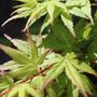 Acer palmatum Cloud