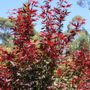 Acer palmatum 'Atropurpureum'