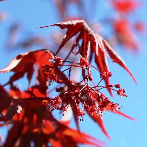 Acer palmatum 'Atropurpureum'