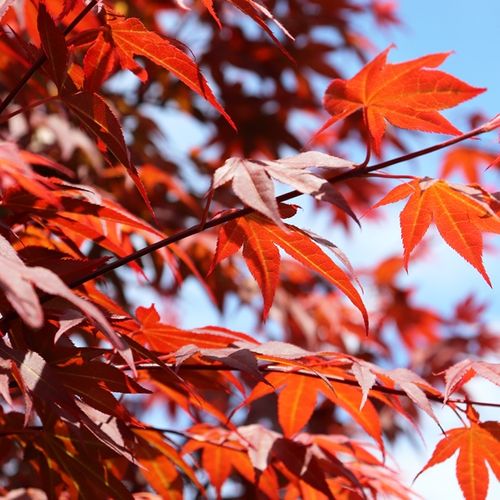 Acer palmatum 'Atropurpureum'