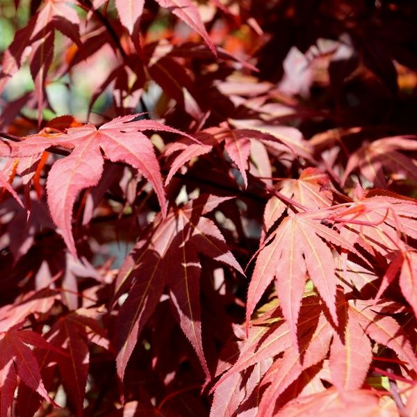 Acer palmatum 'Atropurpureum'