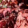 Acer palmatum 'Atropurpureum'