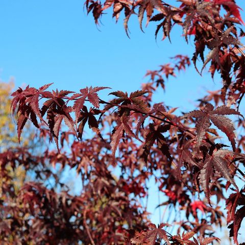 Acer palmatum 'Bloodgood'