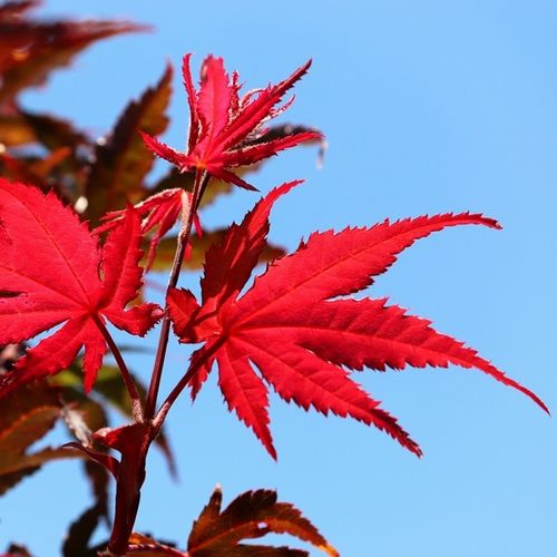 Acer palmatum 'Bloodgood'