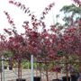 Acer palmatum 'Bloodgood'