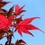 Acer palmatum 'Bloodgood'