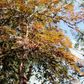 Acer palmatum Dissectum 'Atropurpureum' Standard