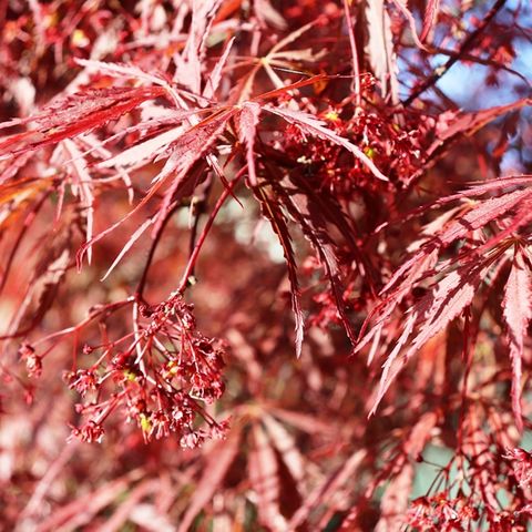 Acer palmatum Dissectum 'Inaba Shidare' Standard