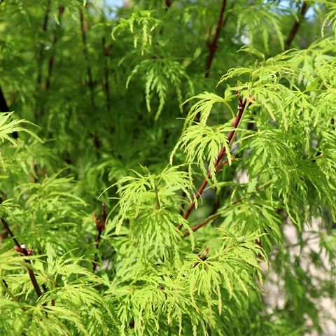 Acer palmatum Dissectum 'Seiryu'