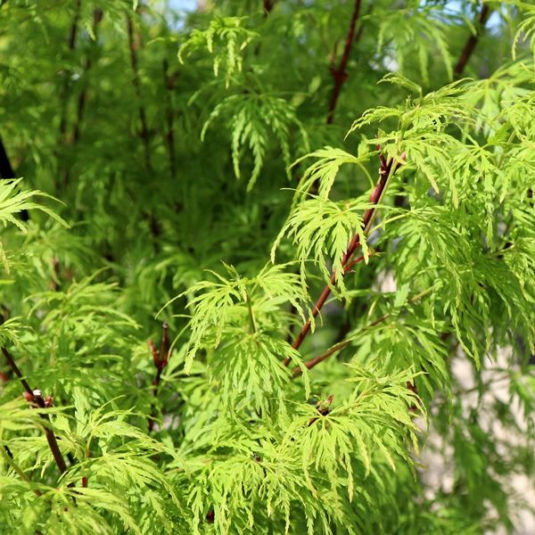 Acer palmatum Dissectum 'Seiryu'