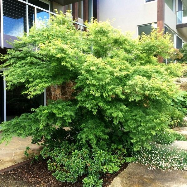 Acer palmatum Dissectum 'Seiryu'