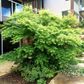 Acer palmatum Dissectum 'Seiryu'