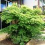 Acer palmatum Dissectum 'Seiryu'