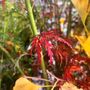 Acer palmatum Dissectum 'Seiryu'