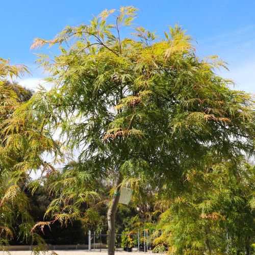 Acer palmatum Dissectum 'Viridis' Standard