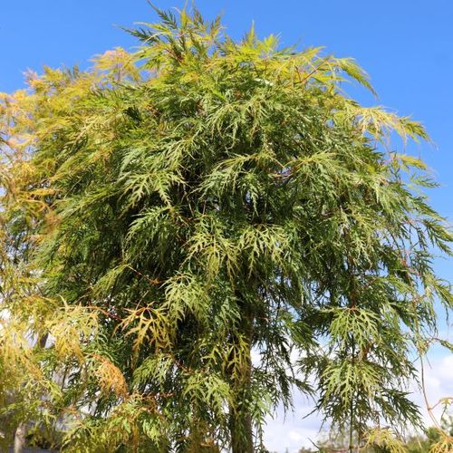 Acer palmatum Dissectum 'Viridis' Standard