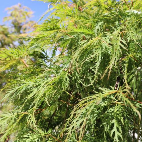 Acer palmatum Dissectum 'Viridis' Standard