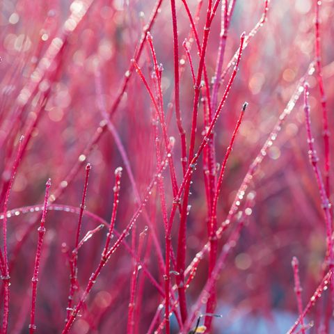 Acer palmatum 'Senkaki'