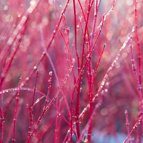 Acer palmatum 'Senkaki'