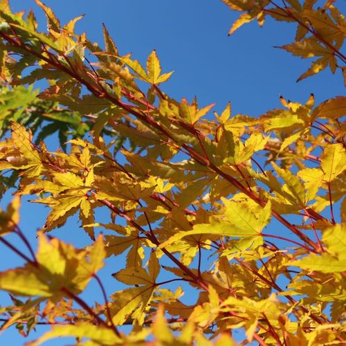 Acer palmatum 'Senkaki'