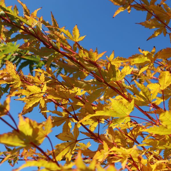 Acer palmatum 'Senkaki'