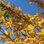 Acer palmatum 'Senkaki'