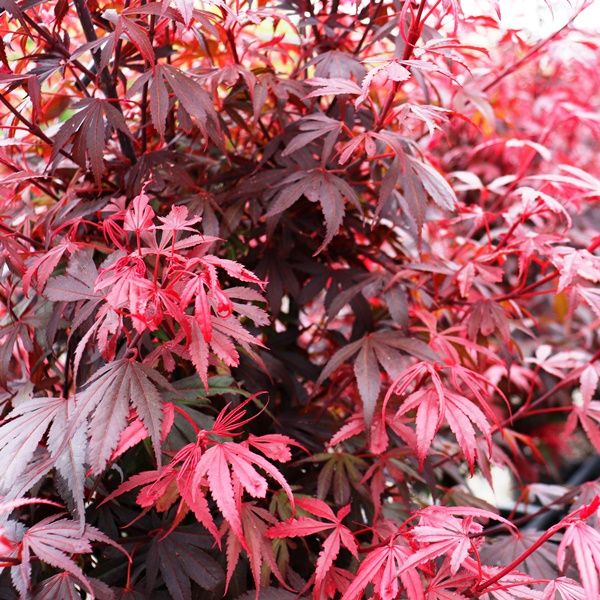 Acer palmatum 'Shaina'