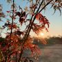 Acer palmatum 'Shaina'