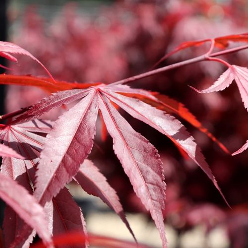 Acer palmatum 'Shaina'